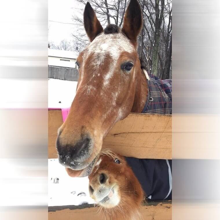 This Horse Definitely Knows A Thing Or Two About Photobombing